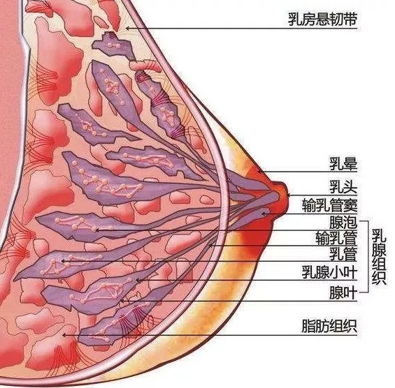 寧波自體脂肪隆胸后腫脹淤青怎么辦