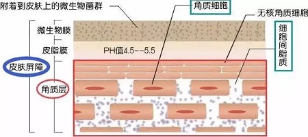 據(jù)說62%的人不知道，原來自己是敏感肌